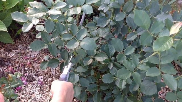 Роза Виолет Парфюм. Правила обрезки чайно-гибридных роз после первой волны цветения. Слепые побеги. смотреть онлайн