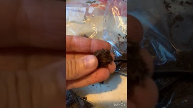 Клубни глоксиний из посылки. Обзор. смотреть онлайн