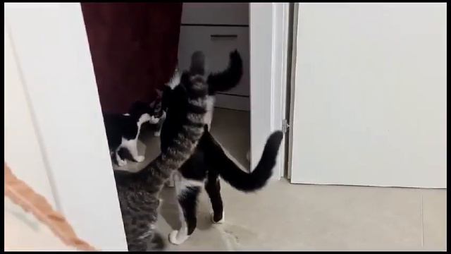 Чего или что испугался Пушок? смотреть онлайн