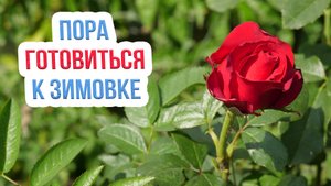 Как подготовить розы к зиме? Чем подкормить и как поливать розы осенью?