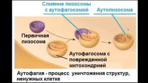 Биология Cтроение клетки  лизосомы, вакуоли, пероксисомы