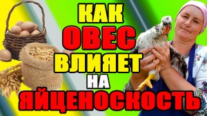 Как ОВЕС влияет на яйценоскость и оперение наших кур.