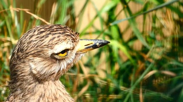 grantig schauender Triel (Burhinus oedicnemus) Tiergarten Zoo Schönbrunn Lumix fz82 Mega Superzoom смотреть онлайн