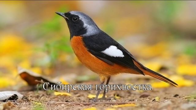 Горихвостка. Пение. Виды. Интересные факты. смотреть онлайн