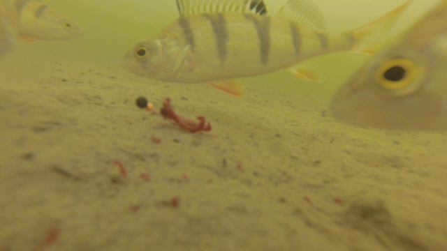 Зимняя рыбалка на Истринском водохранилище смотреть онлайн