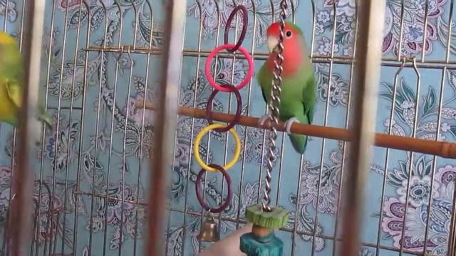 Неразлучники Гиви и Личи смотреть онлайн