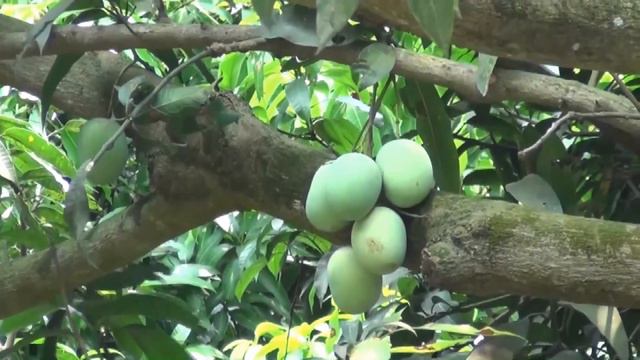 Starting a Business - Mango Farm Maintenance and Mango Tree Smart Farming Business Plan
