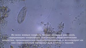 ТАЙНЫ НЕВИДИМОГО МИРА ! САМЫЕ МАЛЕНЬКИЕ ОРГАНИЗМЫ В МИРЕ !