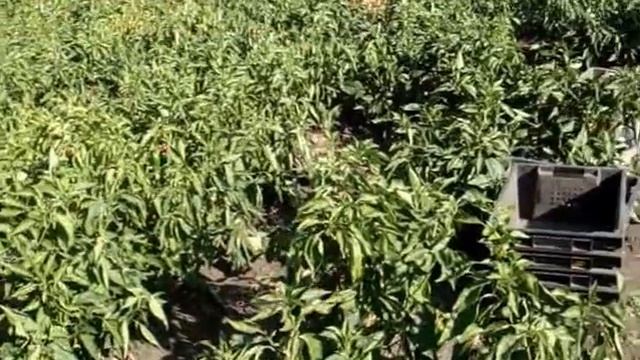 Урожай перца смотреть онлайн