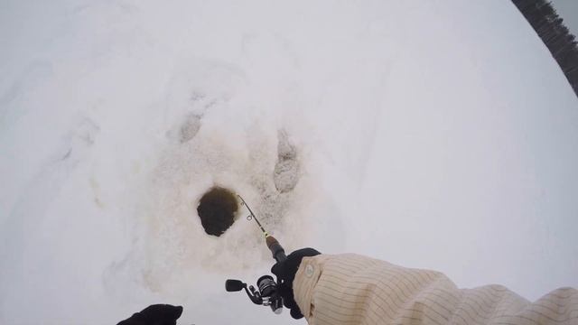 ЧЕРНЮЩИЕ ОКУНИ на балансир. Щуки держаться у ручья. Щука СРЕЗАЛА любимый балансир. смотреть онлайн