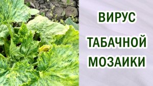 Вирус табачной мозаики на томатах, огурцах, кабачках, картофеле. Что это такое. Вирусные болезни.