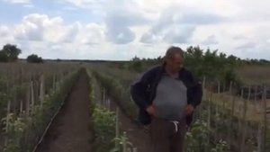 Саженцы яблони на подвое М-9
