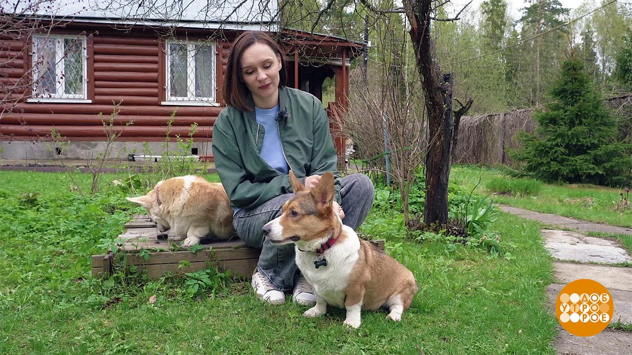 Собака на даче. Доброе утро. Суббота. Фрагмент выпуска от 13.05.2023