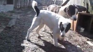 Алабаи . Наши азиатики . Тарасик (6мес.) и Нока (5,5лет). 03.04.16.
