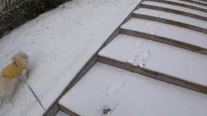 Влог из зимней Кореи: лес, снег и новогодние украшения