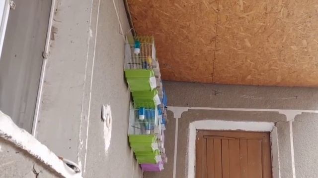 Слушаю пение кенаров. Канарейки. смотреть онлайн