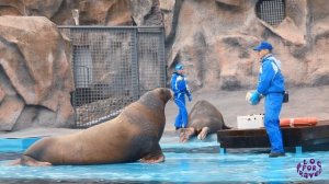 ШОУ МОРЖЕЙ 2019 в Ижевском зоопарке