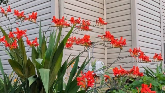 Montbretia / Lucifer Crocosmia /Hammingbirds Favorite смотреть онлайн