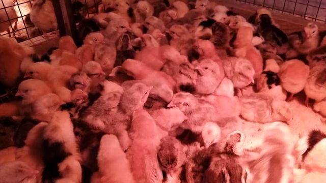 Цыплята пород Борковская барвистая, Пушкинская и Полтавская глинистая смотреть онлайн