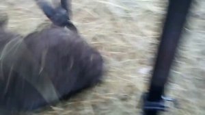 Контрольное взвешивание ягнят Гиссарской и Эдильбаевский пород, в месячном и двух месячном возрасте