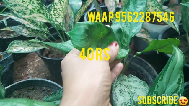aglonema & calathea plants online sale❤️👍#online #viral #house plants #onlineplants