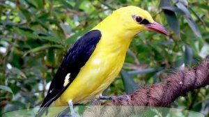 Пение певчих птиц России