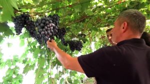 ??Космос а не теплица / Виноградная теплица с профессиональным подходом / Виноград