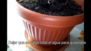 Debes quitarle esto a tus plantas para que no mueran | cuidados de las plantas de interior