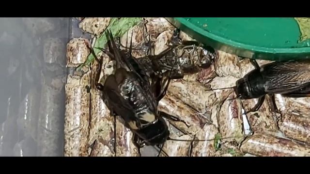 Пение сверчка. Не путайте его с кузнечиками и цикадами.