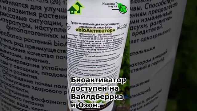 ЕСЛИ РАССАДА ПЛОХО РАСТЕТ, ИСПОЛЬЗУЙТЕ ПРОСТОЕ СРЕДСТВО. Активирует даже слабую и больную рассаду.