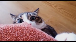 Самые неадекватные коты. Смешное поведение кошек (подборка 2015)