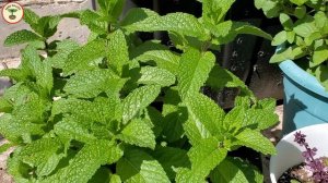 Tips to Grow Healthy Mint | Growing Mint From Cuttings | Mint Growing Requirements