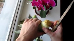 Укоренение ананаса в домашних условиях