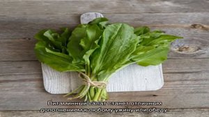 Как приготовить летние салаты из щавеля