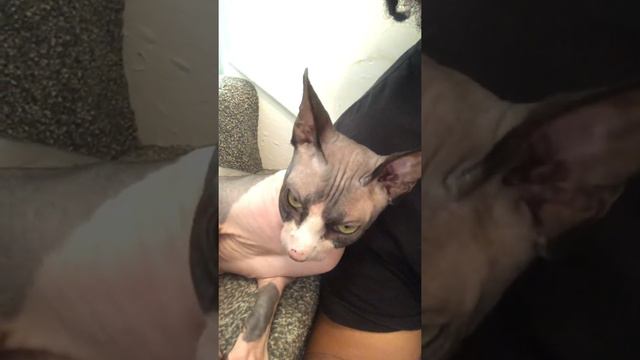 Sphynx cat abit to affectionate смотреть онлайн