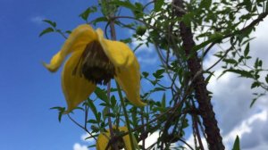 Клематис Тангутский сорт Билл Маккензи(Clematis Bill MacKenzie).