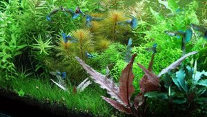 Аквариум с гуппи Слоновьи уши на грунте Амазония