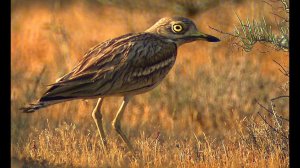 Авдотка (Burhinus oedicnemus)