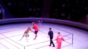 Кенгуру против человека