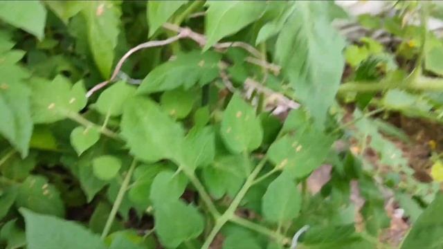 Томаты/Урожайные сорта томатов/Сорт ЧЕЛНОК/Обзор сорта