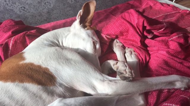 Собака рычит во сне. Хасе снится страшный сон) смотреть онлайн