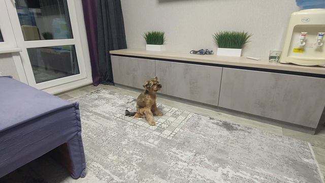 Арчи. Пройден четвёртый уровень команды сидеть-5 минут (серьёзная выдержка). смотреть онлайн