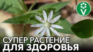 МОКРИЦА - НАЗОЙЛИВЫЙ СОРНЯК, КОТОРЫЙ УЛУЧШИТ ВАШЕ ЗДОРОВЬЕ