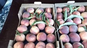 САНРАЙЗ - это персик моей мечты.