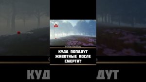 Куда попадут животные после смерти?