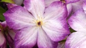 Клематис Перниль- идеальный компаньон