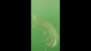 Нападение рыбы!