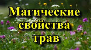 Магические свойства трав: как привлечь удачу, деньги, здоровье и любовь