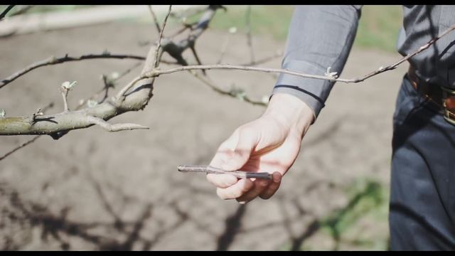Прививка деревьев (весной) смотреть онлайн