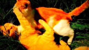 Рыжие кошки